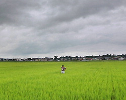 Under a cloudy sky, Akira Sudo is seen amidst his rice paddies in Tome, Miyagi Prefecture, on Aug. 3. (Mainichi)